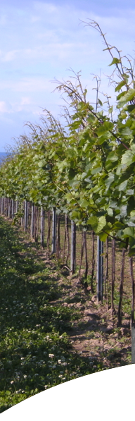 Weingärten Weingut Gabi & Toni Bauer